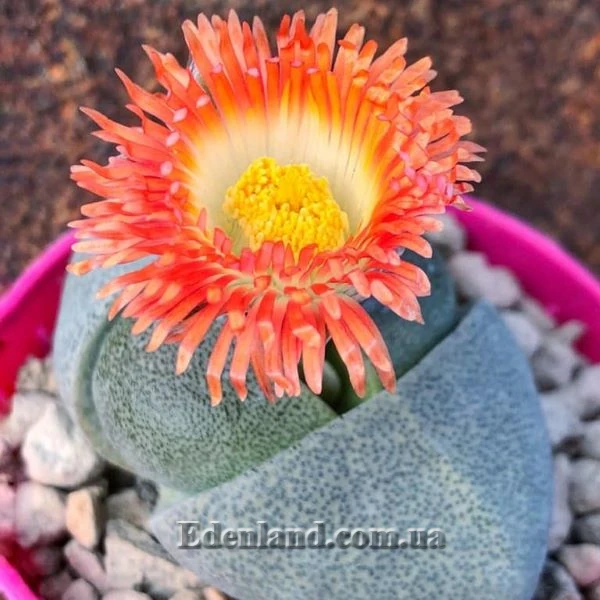 Зображення Плейоспілос Нела - Pleiospilos nelii