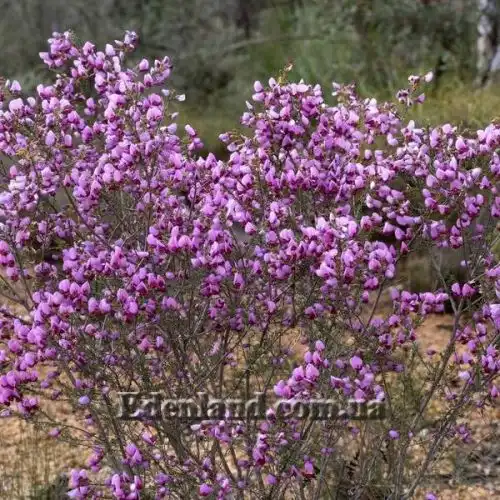 Зображення Гомфолобіум шорсткий - Gompholobium scabrum