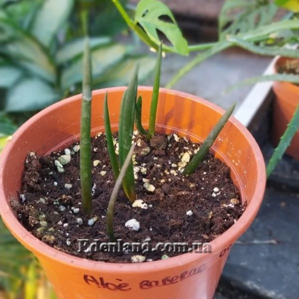 Зображення сіянці