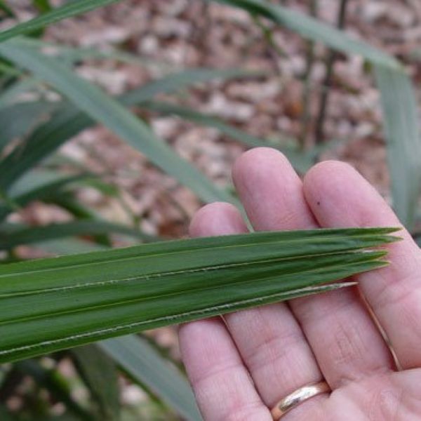 Зображення верх сегменту листа