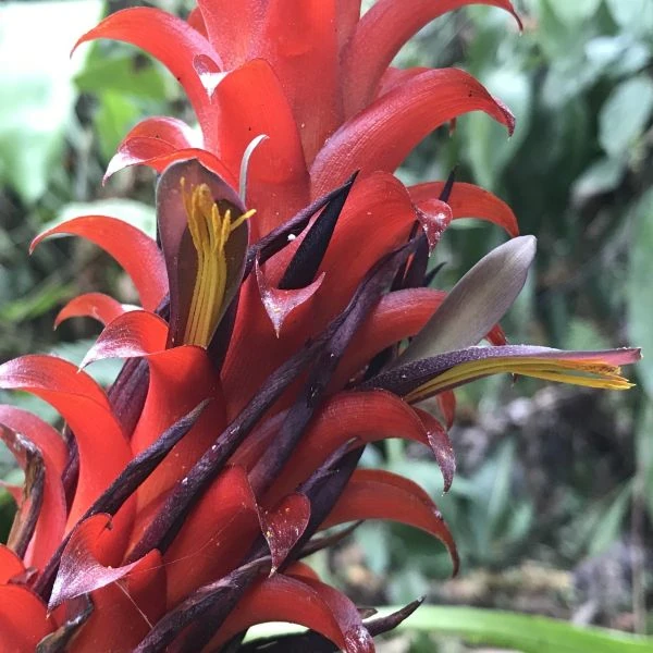 Зображення Піткернія чорна - Pitcairnia nigra 