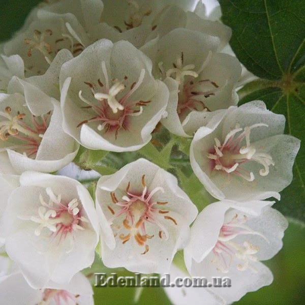 Изображение Домбея цимоза   - Dombeya cymosa