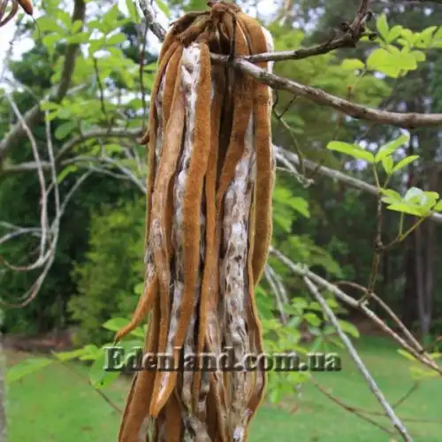 Изображение Табебуя золотистоцветковая - Tabebuia chrysantha