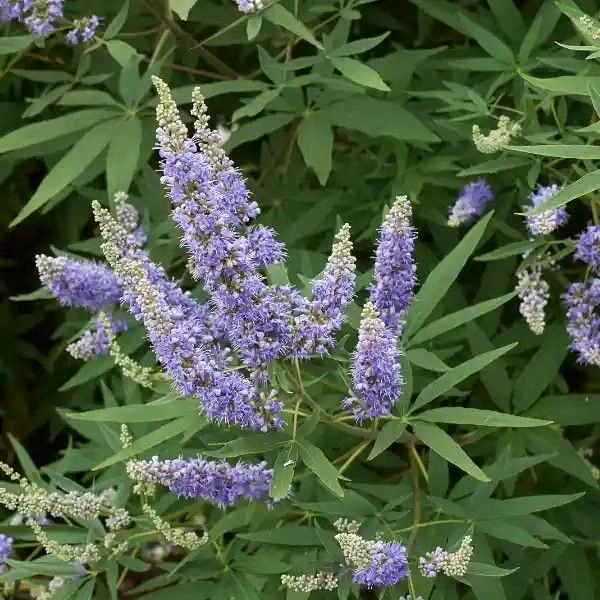 Изображение Витекс священный  - Vitex agnus - castus