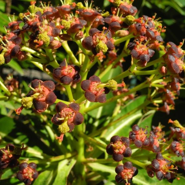 Зображення Молочай (Єуфорбія) медоносний - Euphorbia Mellifera