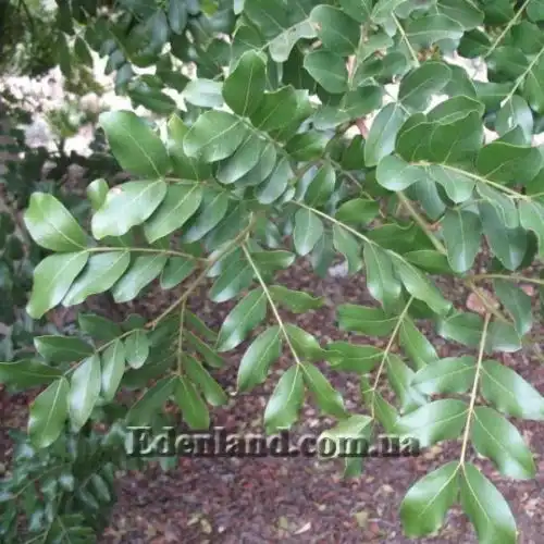 Зображення Шотія короткопелюсткова - Schotia brachypetal