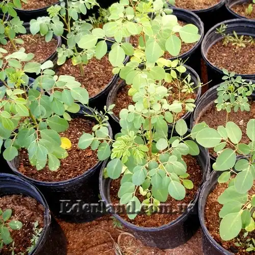 Изображение саженцы