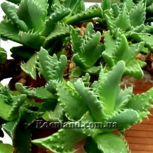 Изображение Фаукария тигриная - Faucaria tigrina 