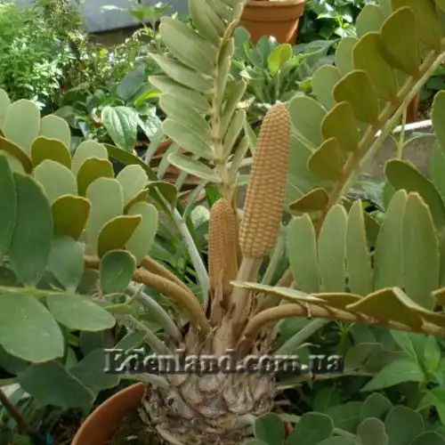 Изображение Замия шершавая - Zamia furfuracea 