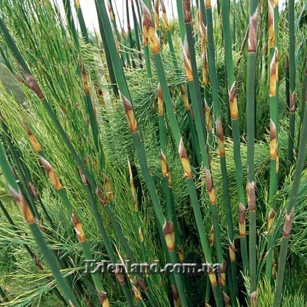 Изображение Родокома гигантская  - Rhodocoma gigantea