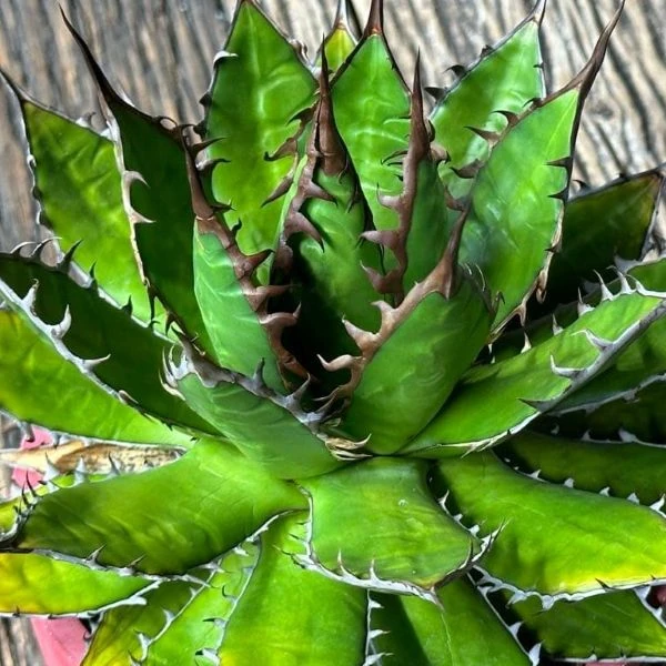 Изображение Агава ужасная 