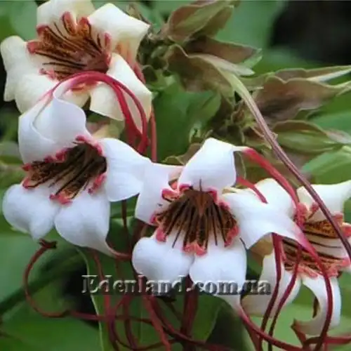 Изображение Строфантус Петерса  - Strophanthus petersianus