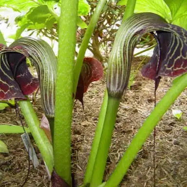 Изображение Аризема Гриффита  - Arisaema griffithii