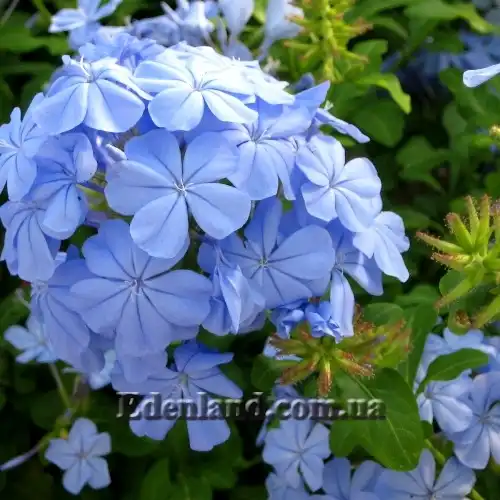 Изображение цветение