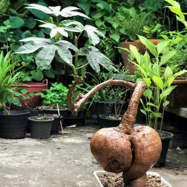 Зображення Іпомея маврикійська - Ipomoea mauritiana 