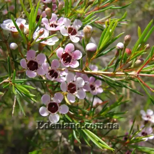 Изображение Хамелауциум крючковатый - Chamelaucium uncinatum