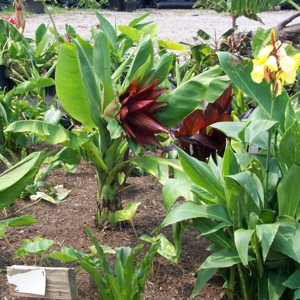 Зображення Енсета Леконгкієта - Ensete lecongkietii