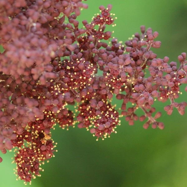 Зображення Ампелоцисус Мартіні - Ampelocissus martini 