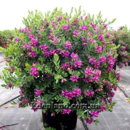 Зображення Істод миртолистий - Polygala myrtifolia