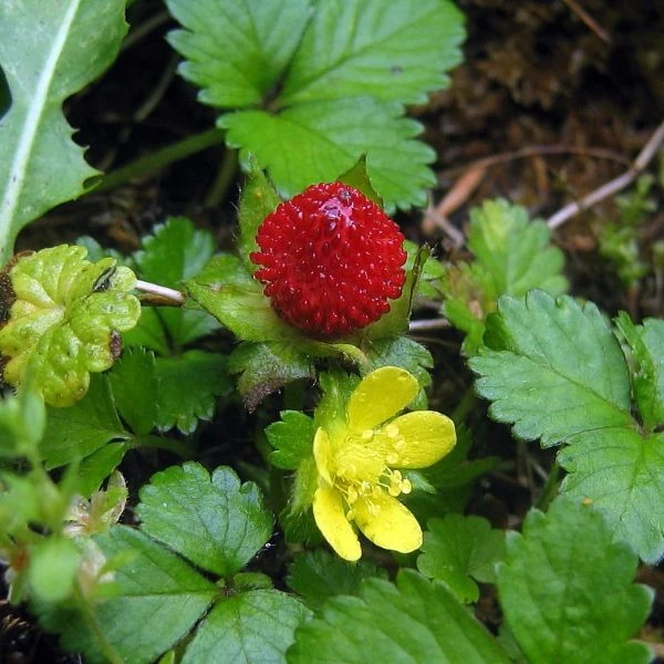 Изображение Лапчатка индийская  - Potentilla indica 