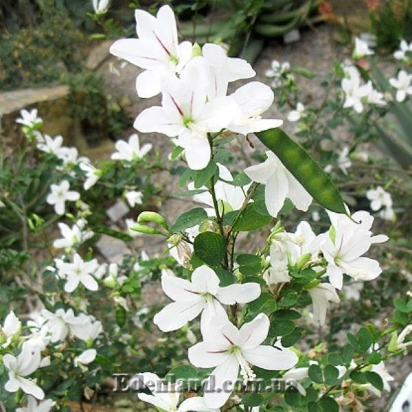 Изображение Баухиния натальская  - Вauhinia natalensis