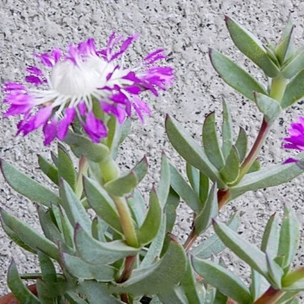 Изображение Эрепсия Пилланс  - Erepsia pillansii