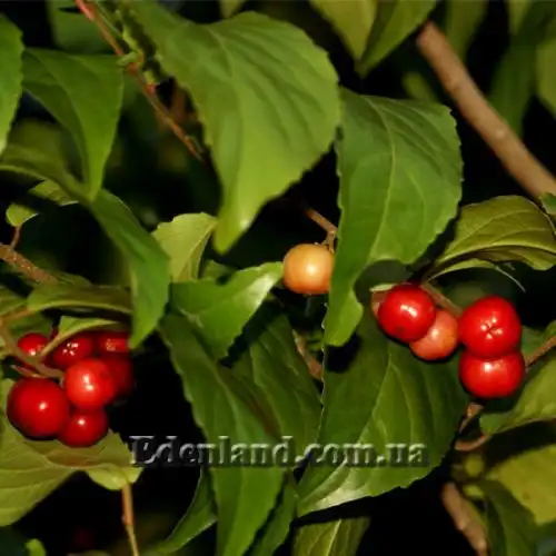 Изображение Флакуртия неколючая  - Flacourtia inermis