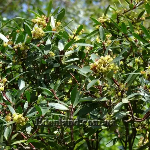 Изображение Дримис ланцетный  - Drimys lanceolata