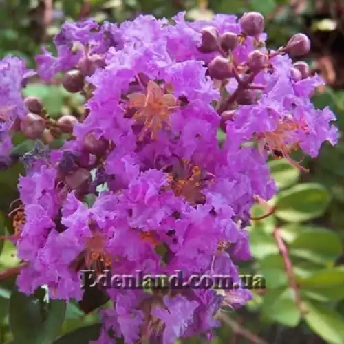 Изображение Лагерстремия индийская - Lagerstroemia indica 