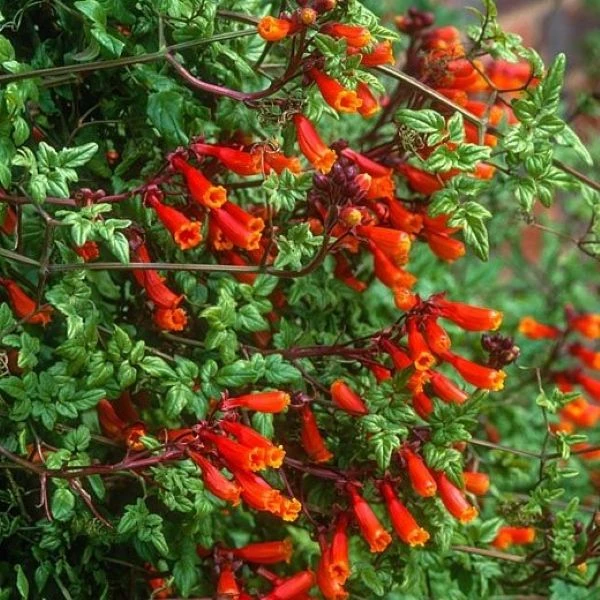 Зображення Еккремокарпус шорсткий (червоний) - Eccremocarpus scaber 'Blood Red' 