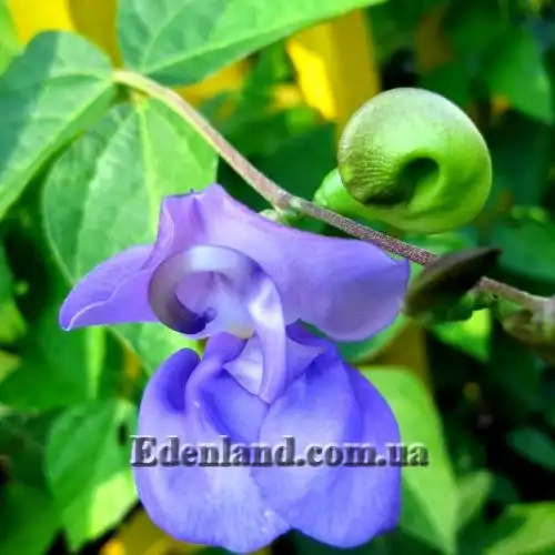 Изображение Вигна каракалла  - Vigna caracalla