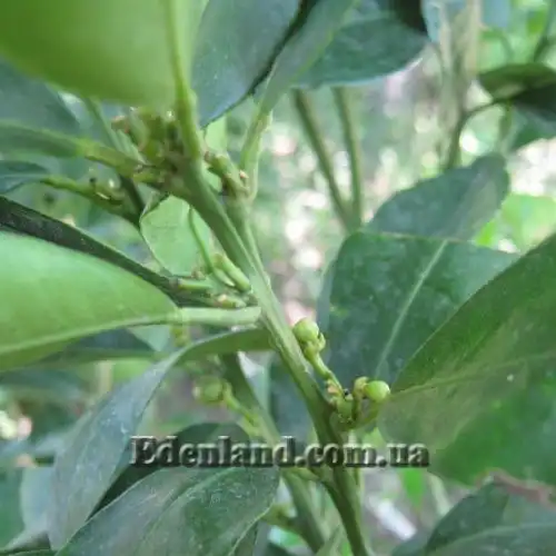 Изображение Апельсины,  мандарины, лимоны и клементины крупномеры.