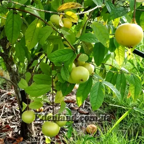 Изображение плодоносящий куст