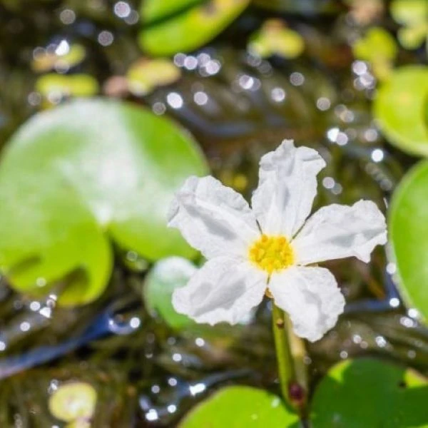 Изображение Нимфоидес водный - Nymphoides aquatica 