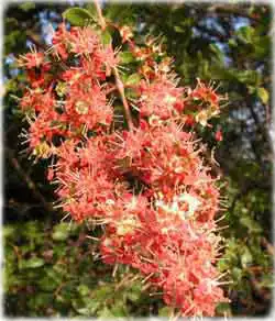 Лавсонія колюча, Хна