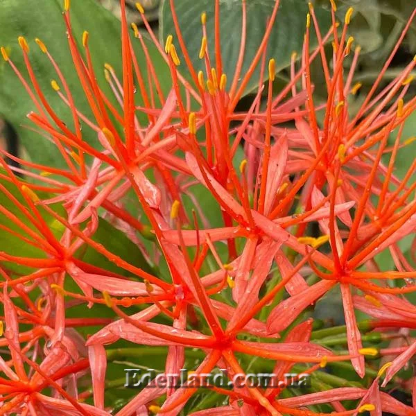 Изображение цветы