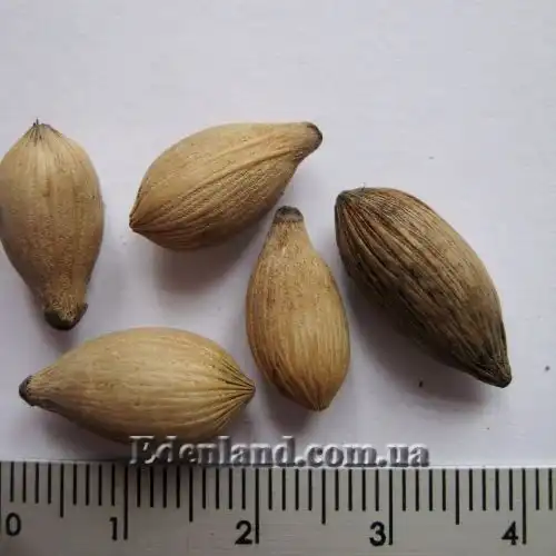 Изображение семена