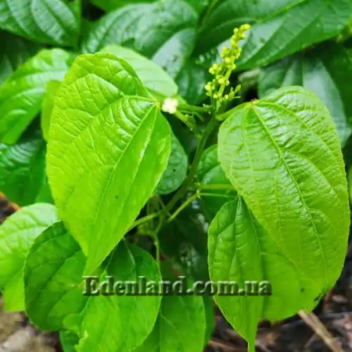 Изображение Плукенетия вьющаяся - Plukenetia volubilis