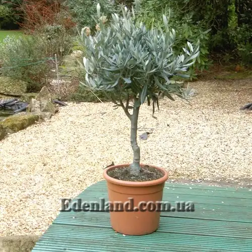 Зображення доросла рослина у контейнері