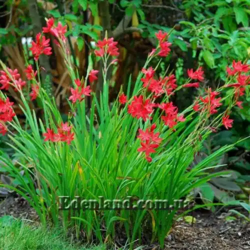 Изображение Схизостилис шарлаховый - Schizostylis coccinea