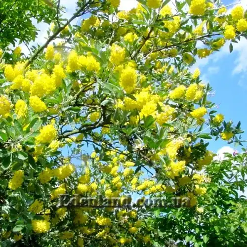 Изображение цветущее растение