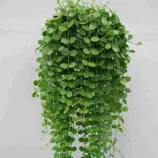 Изображение Дискидия монетчатая  - Dischidia nummularia