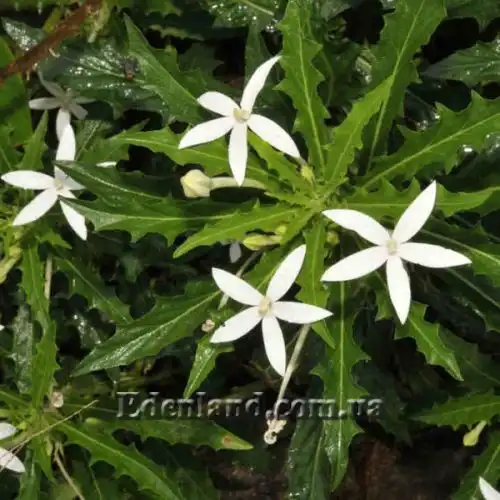 Зображення Гіпоброма довгоквіткова - Hippobroma longiflora