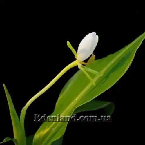 Изображение Гедихиум Хорсфильда - Hedychium horsfieldii