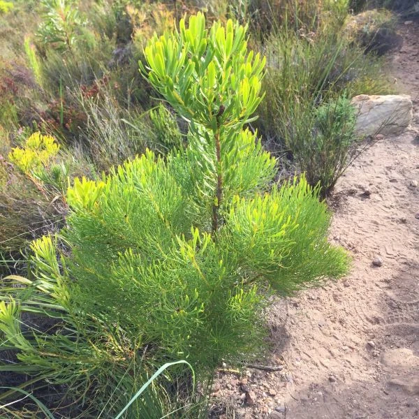 Изображение молодой куст
