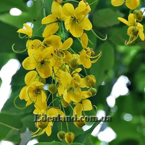 Зображення Касія трубчаста - Cassia fistula 