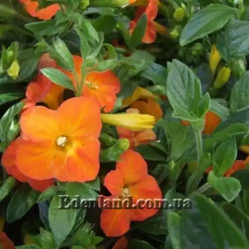 Изображение Стрептосолен Джеймсона - Streptosolen jamesonii