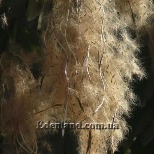 Изображение Альстония школьная - Alstonia scholaris