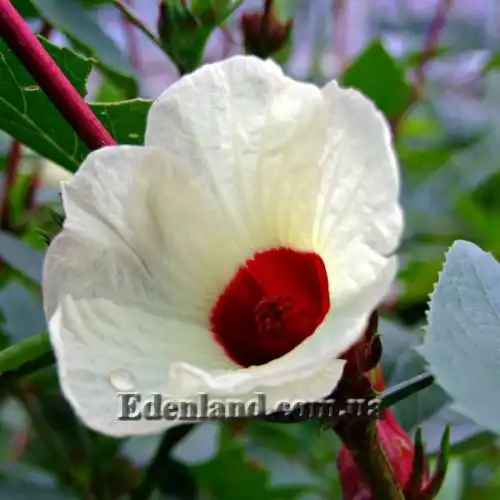 Зображення Гібіскус сабдариффа - Hibiscus sabdariffa