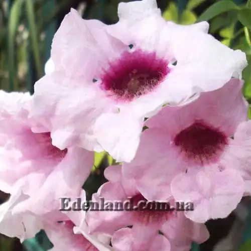 Изображение Пандорея жасминовидная - Pandorea jasminoides